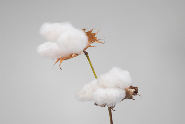 Arabian Cotton™